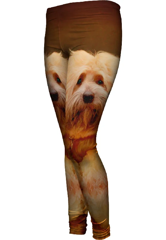 Casual Comfort Tibetan Terrier
